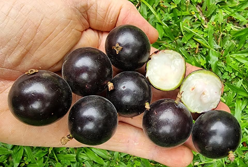 Grimal Jaboticaba