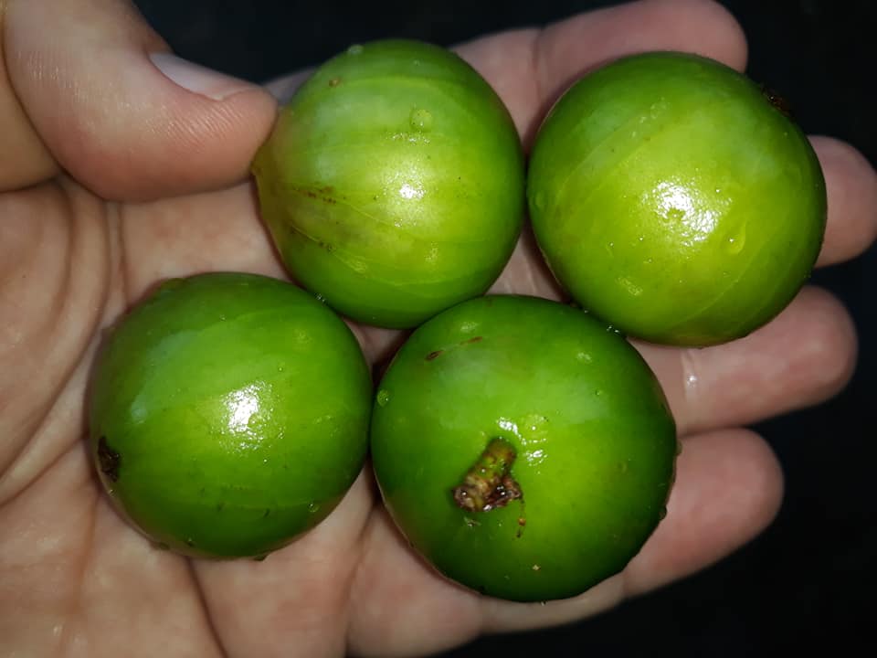 Jaboticaba White Honey Fruit