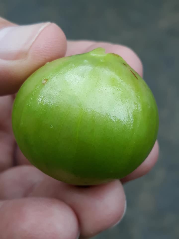Branca Mel Fruit very sweet taste and almost 3.5 CM fruit