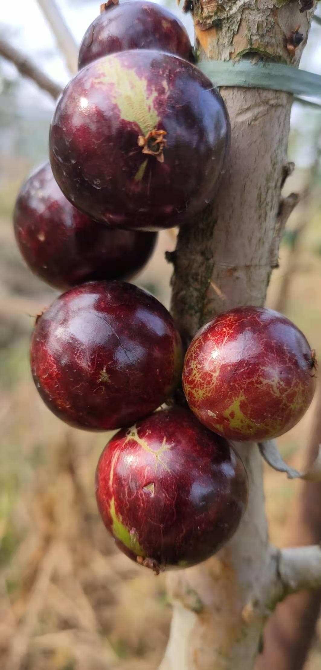 Jaboticaba Acu Paulista