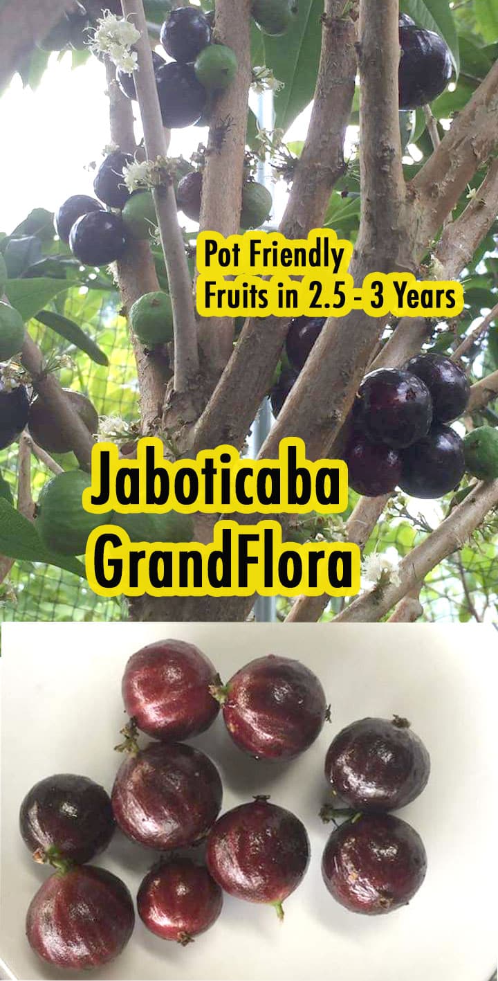 Phitrantha Grandflora