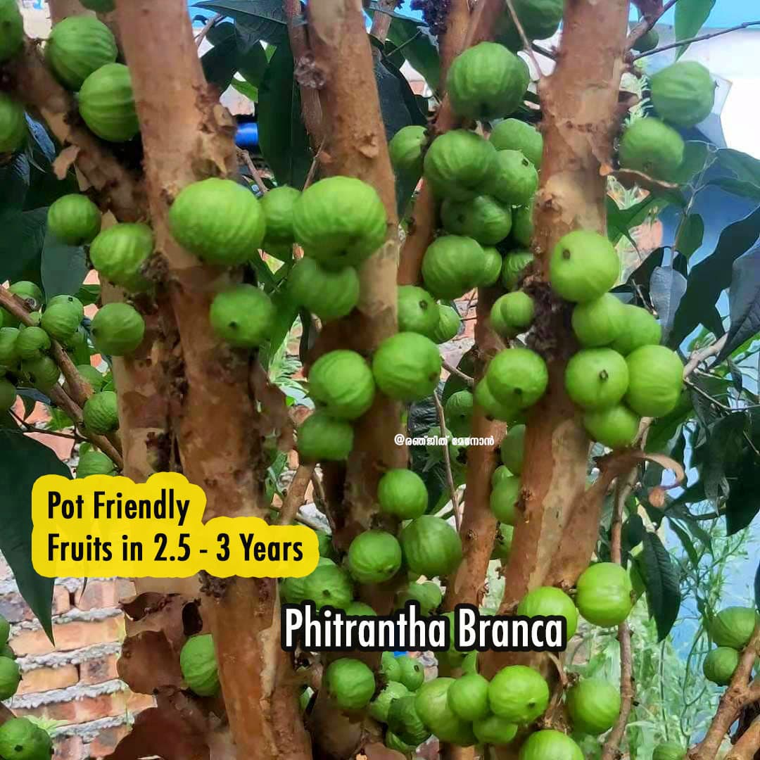 Phitrantha Branca