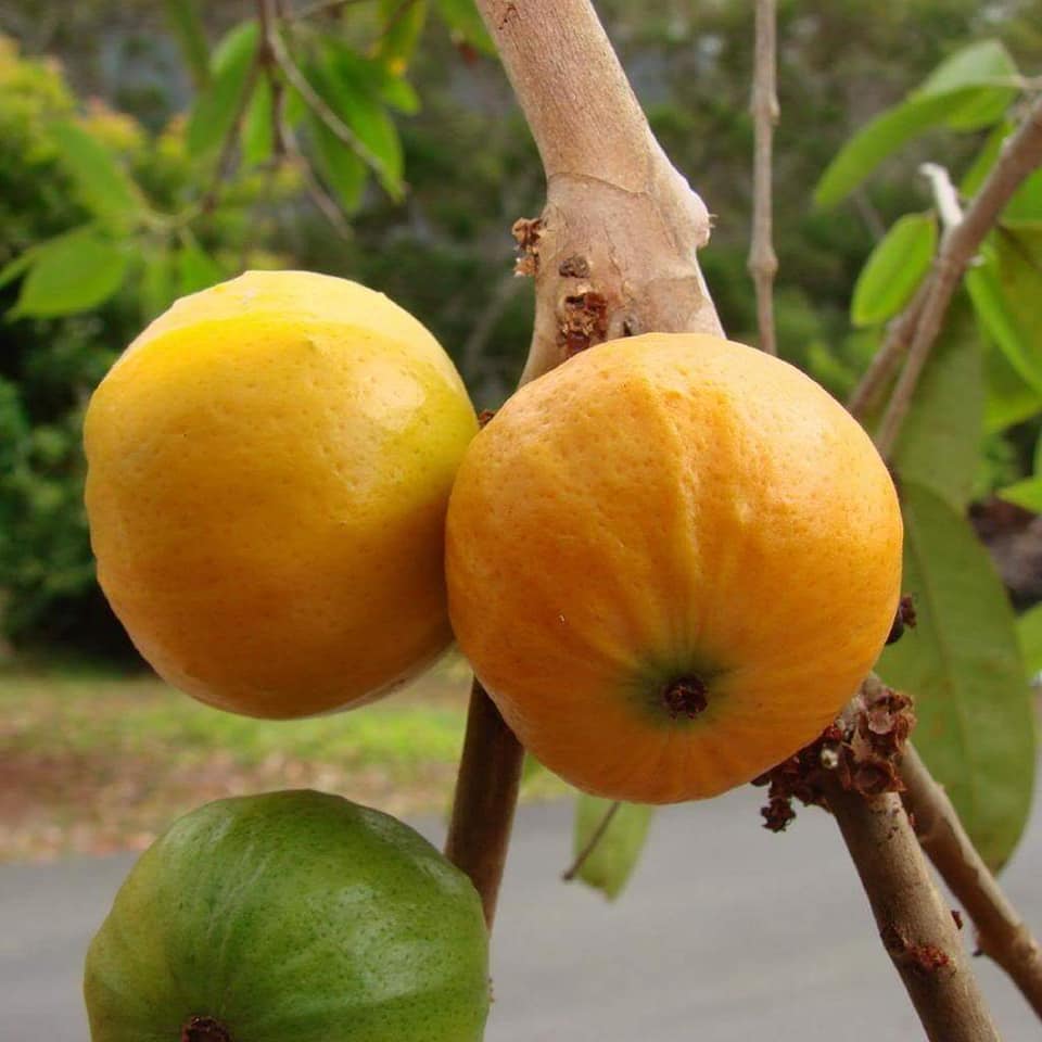 Plinia edulis - Cambuca