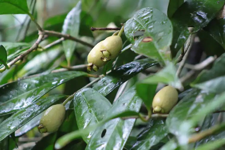 Eugenia mosenii photograph