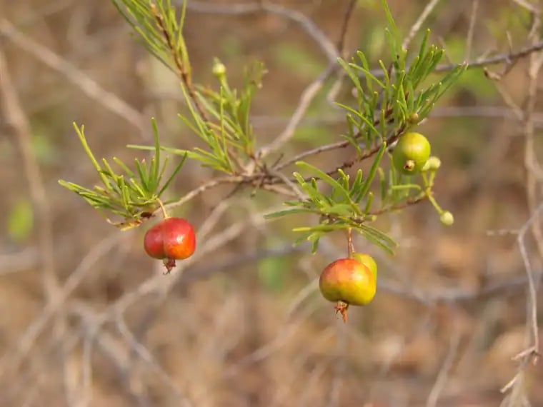 Eugenia angustissima photograph