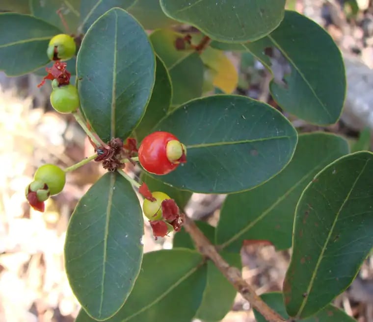 Eugenia punicifolia photograph