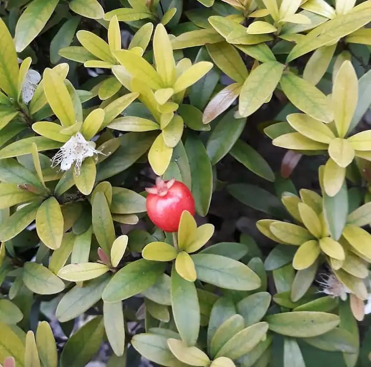 Eugenia mattosii photograph