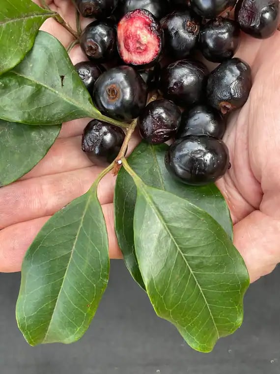 Eugenia pruniformis photograph