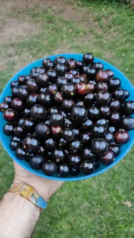 Plinia sp. Obera – Wild Jaboticaba photograph