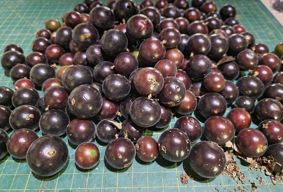 Jaboticaba Grimal