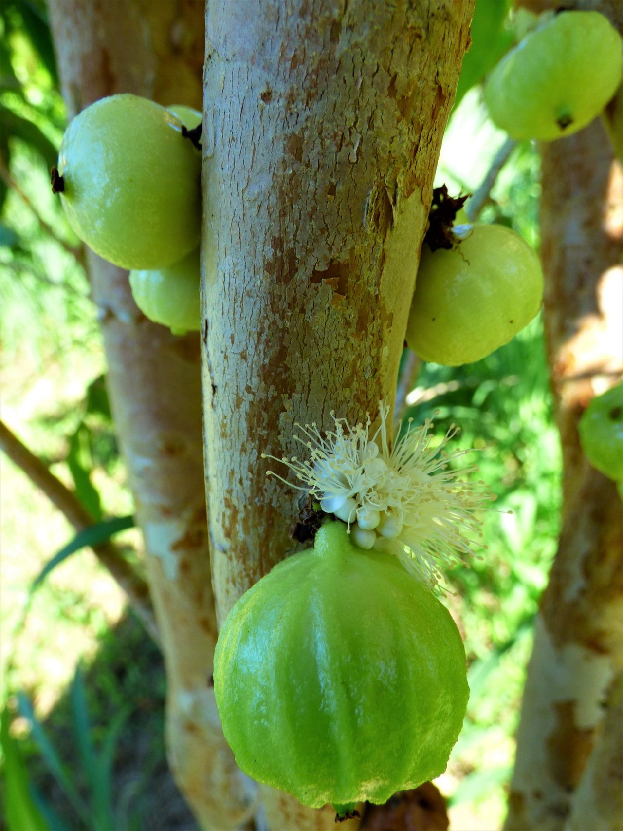 Plinia Aureana fruits and flowers