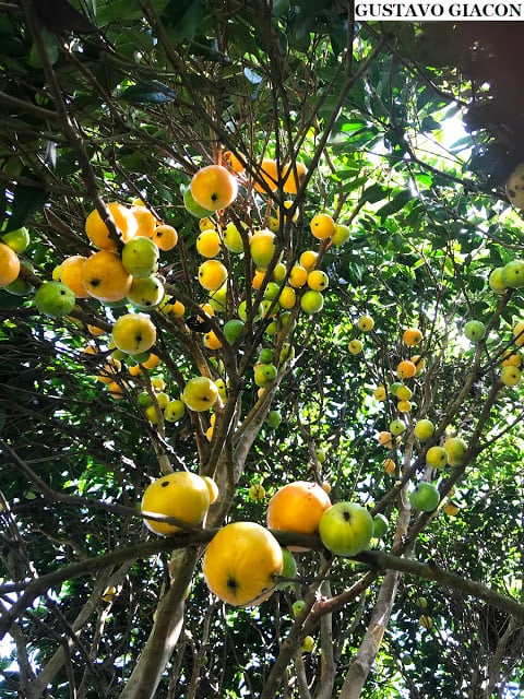 Plinia Edulis Fruits on the tree