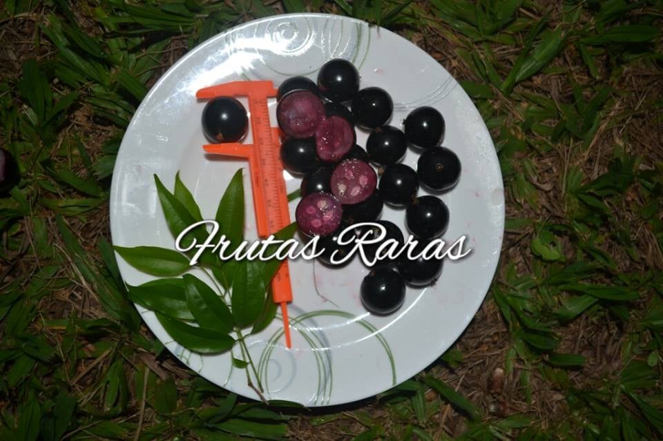 Polpa Rosea Fruits
