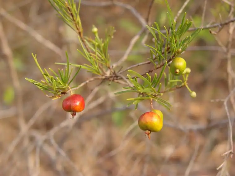 Eugenia angustissima photograph