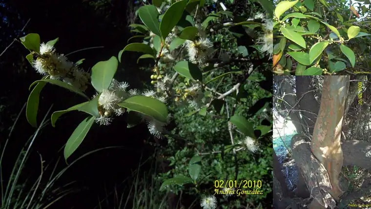 Eugenia uruguayensis photograph