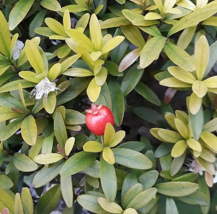Eugenia mattosii photograph