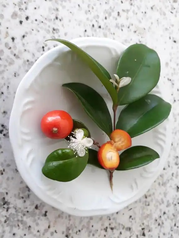 Eugenia reinwardtiana photograph