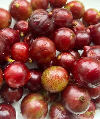 Amazing Jaboticaba Escarlate