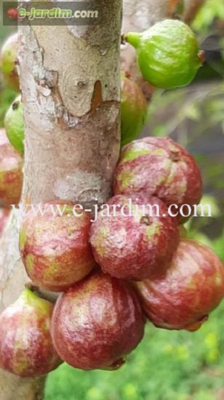 Plinia Phitrantha Rosa de peacock