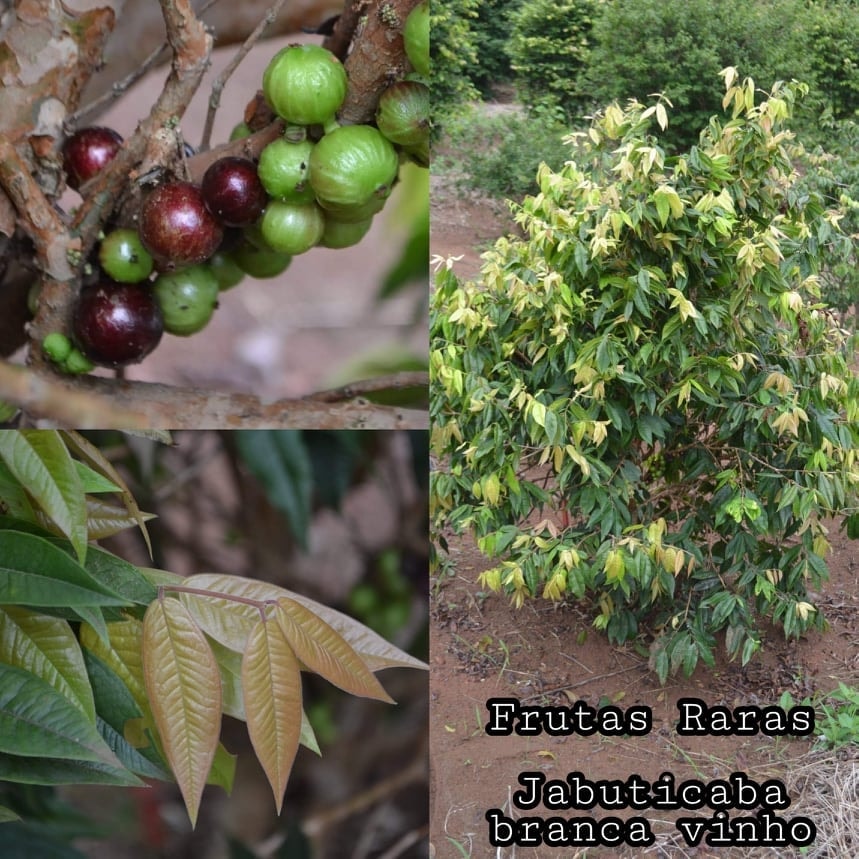 Plinia Phitrantha Branca Vinho