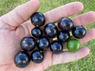 Jaboticaba Coronata Restinga, image 2