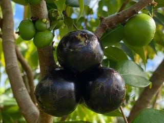 Jaboticaba Coronata Restinga, image 3