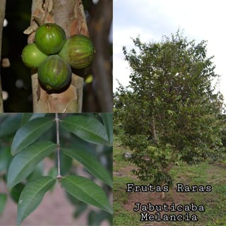Jaboticaba Watermelon, image 2