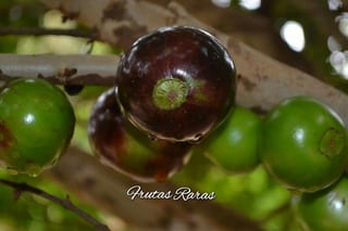 Jaboticaba Coronata Olho De Boi selection, image 2