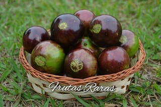 Jaboticaba Coronata Olho De Boi selection, image 4