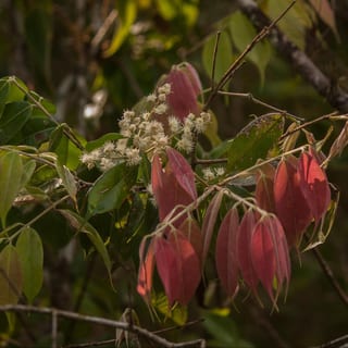 Plinia Rivularis Eldorado – Black Guaporetí, image 2