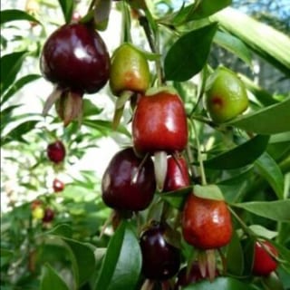 Eugenia involucrata – Cherry of Rio Grande, image 2