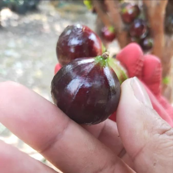 Close view of jaboticaba fruit on a branch.