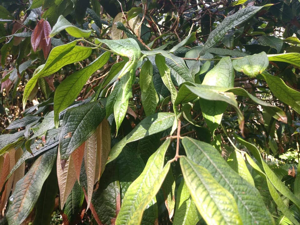 Jaboticaba leaves shown close up; leaf appearance alone cannot identify the cause of poor fruiting.