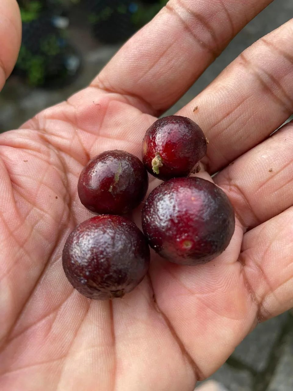 Red Hybrid fruit; reported fruiting times should be treated as estimates.
