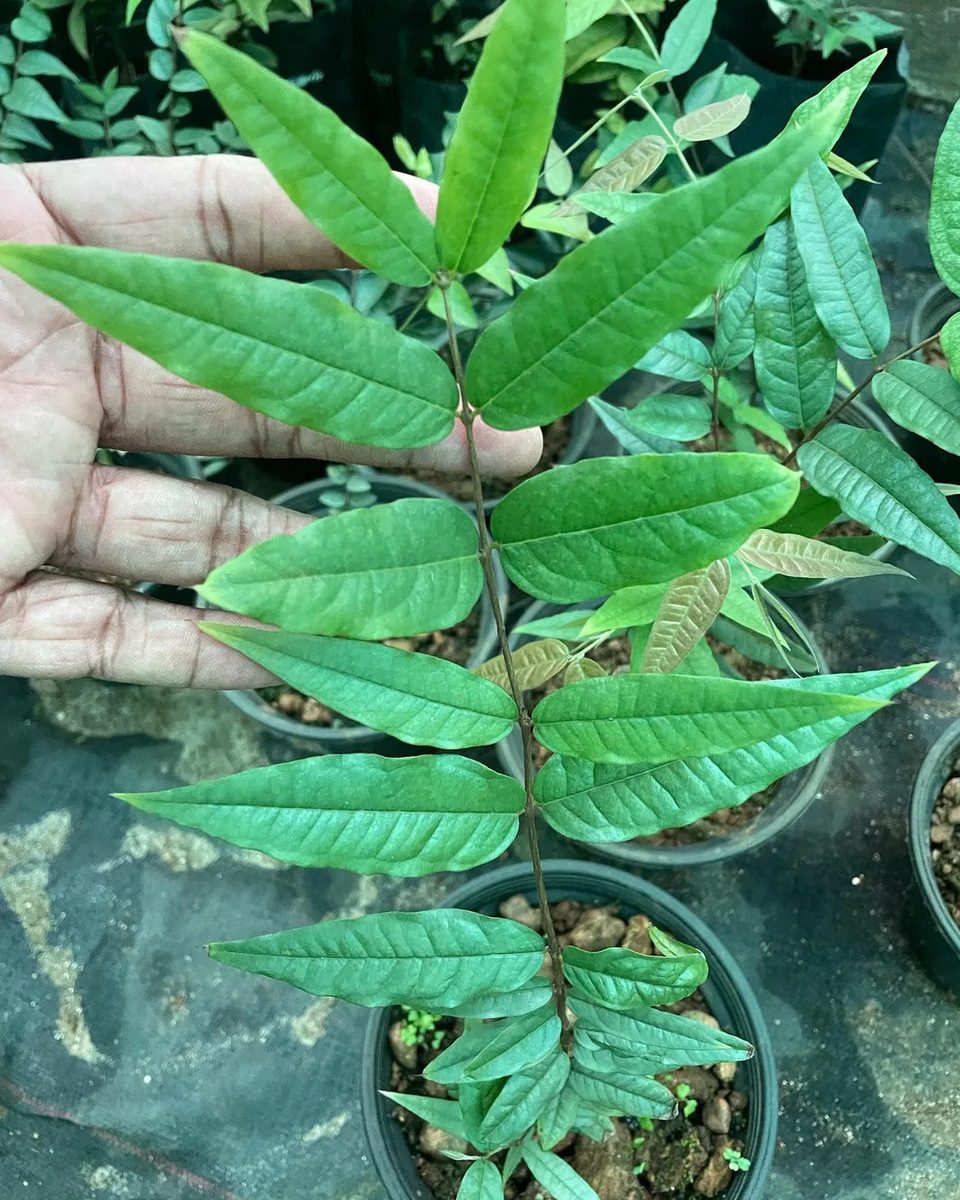 Jaboticaba plant from the collection.