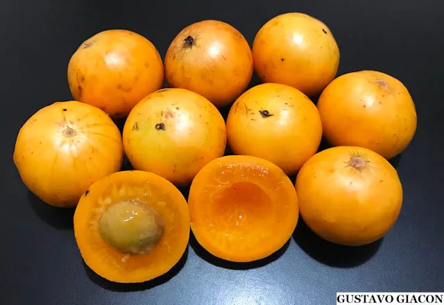 Cambuca fruit from the Jaboticaba collection.