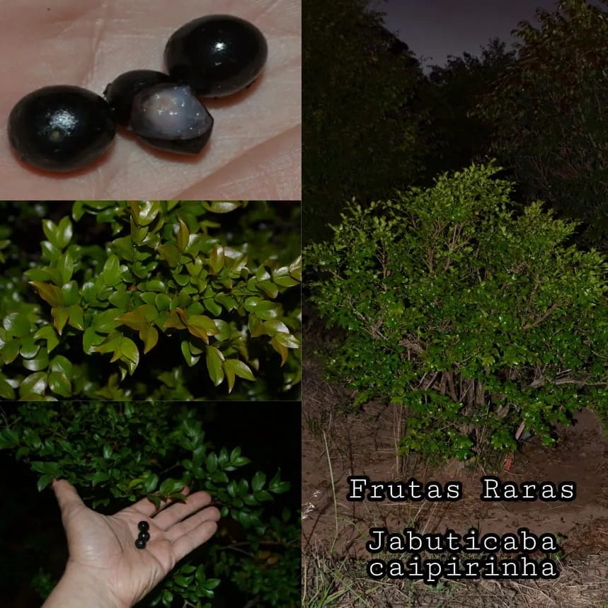 A bowl of harvested jaboticaba fruit from the collection.