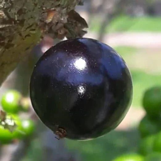 Pingo de Mel fruit shown as an example; names and traits should be confirmed with the plant source.