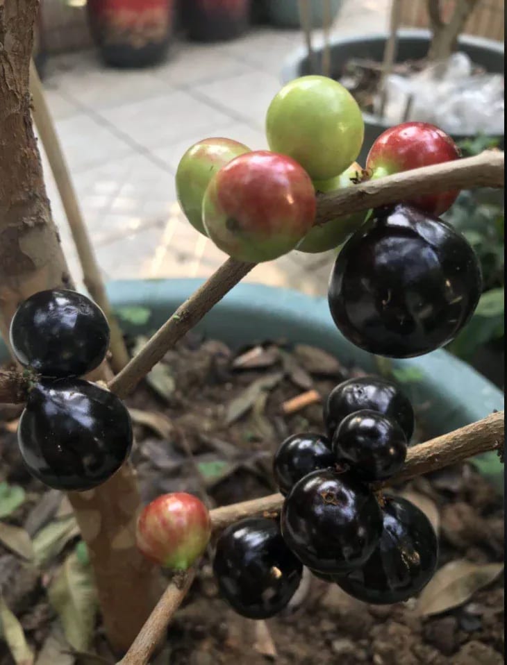 Açu Paulista fruit from the collection.