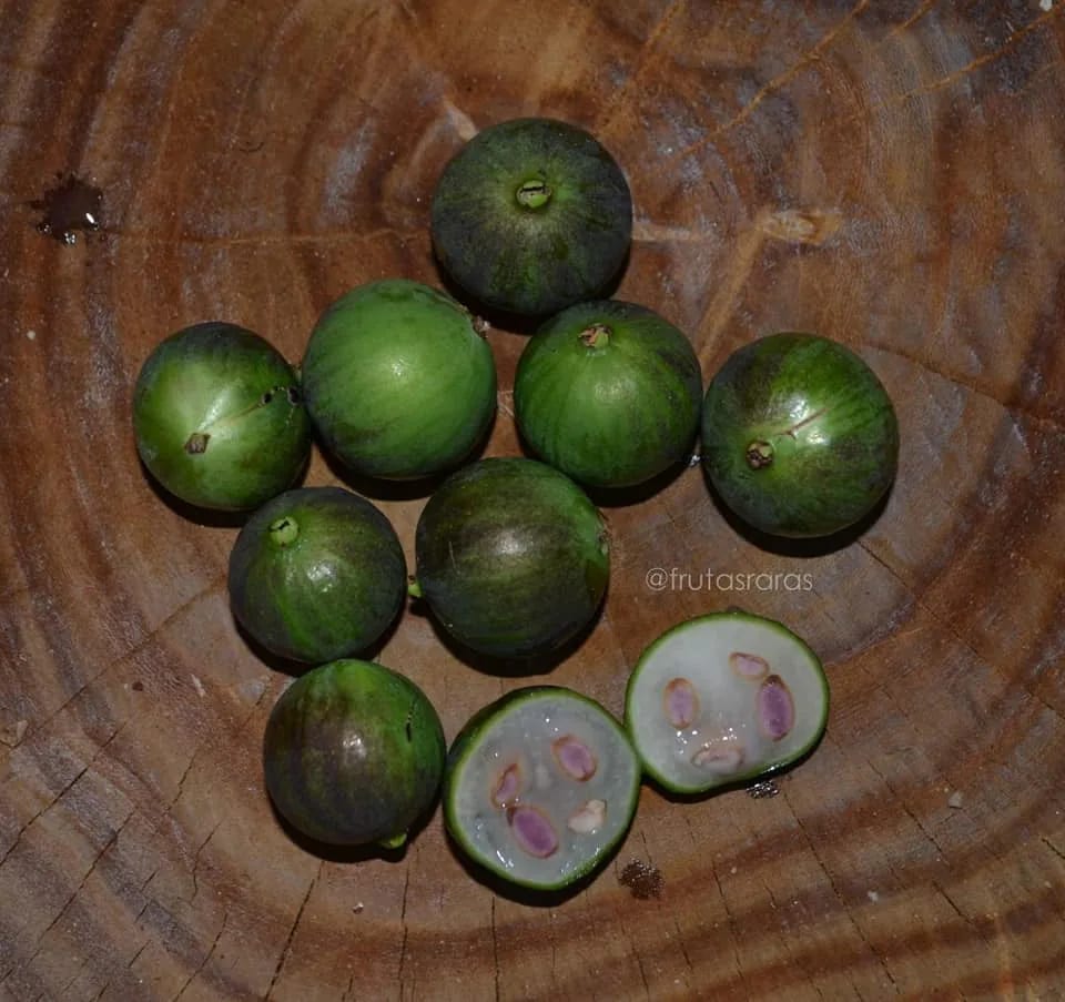 Branca Melancia fruit interior; selection names can vary between collections.