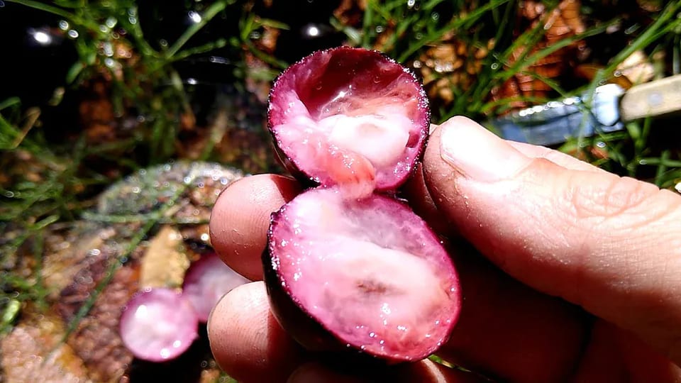 A jaboticaba fruit opened to show its pulp and seed.