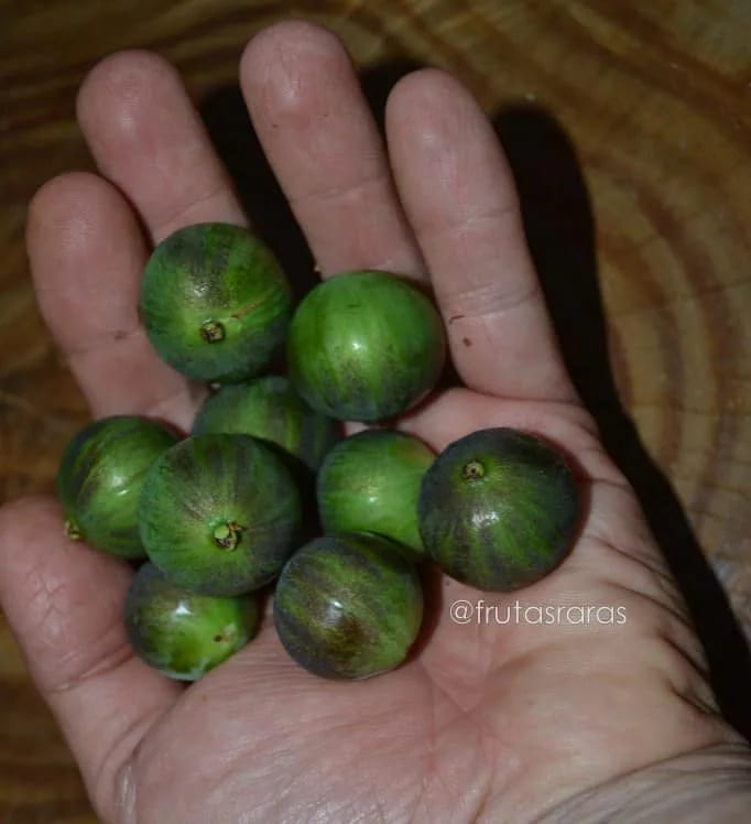 Whole Branca Melancia fruit from the collection; use ripe fruit for fresh seed.