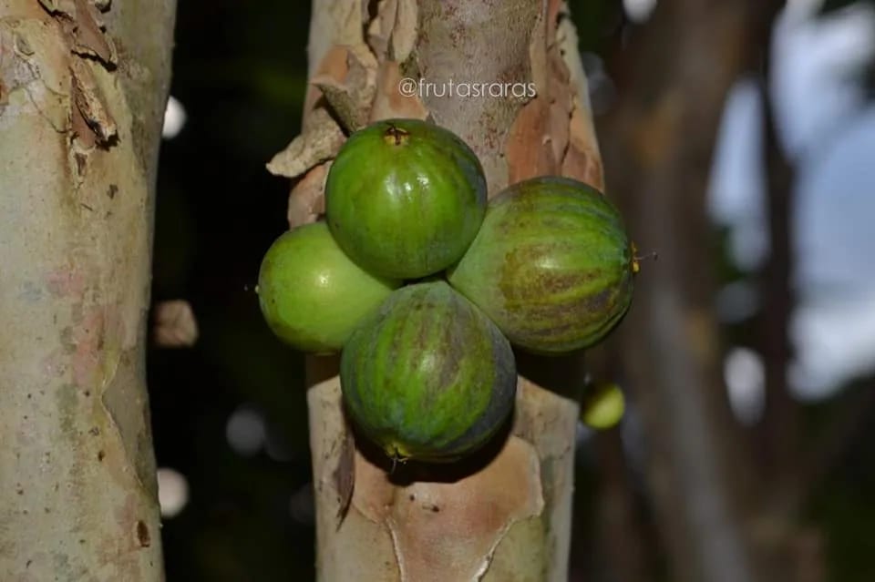 Branca Melancia fruit growing on a branch.