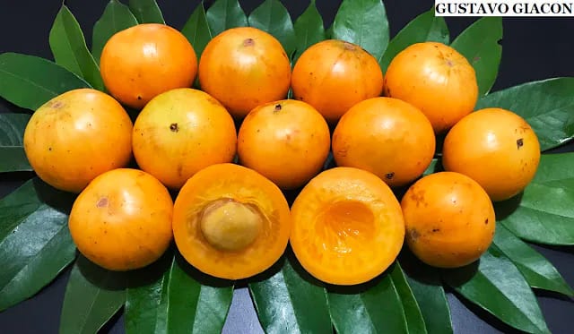 Cambuca fruit and foliage from the Jaboticaba collection.
