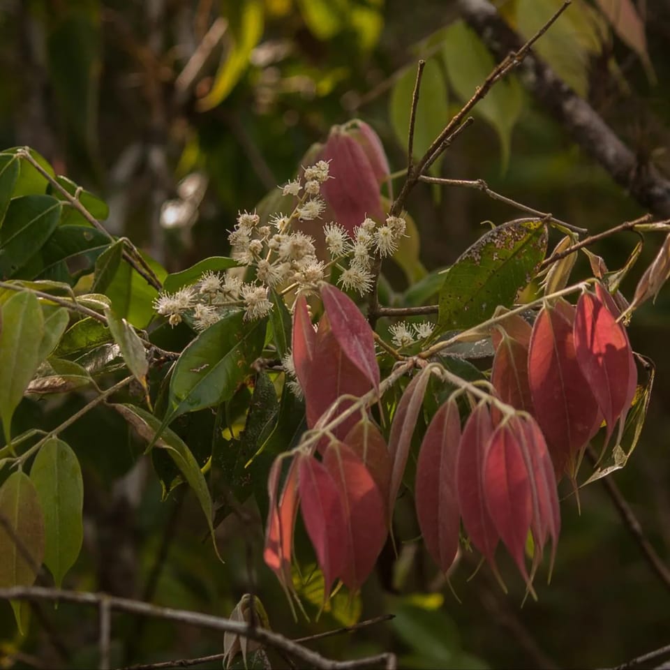 Rivularis foliage and fruit from the collection.