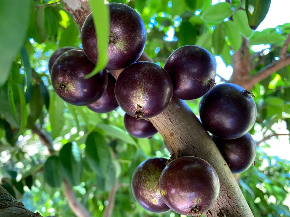 Grimal jaboticaba growing on its branches.