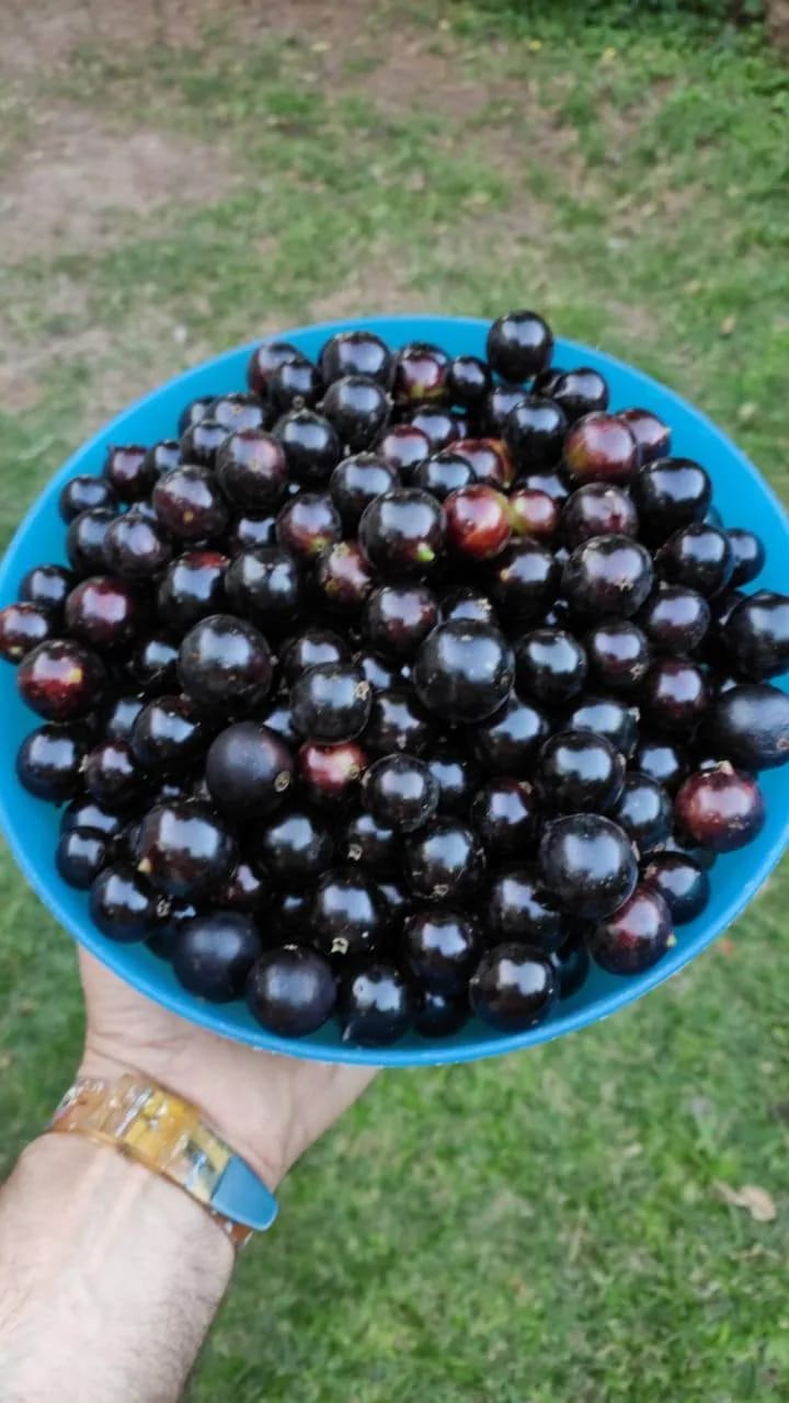 A cluster of jaboticaba fruit from the collection.