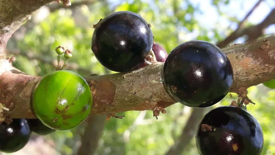 Pingo de Mel fruit from the collection; taste notes should come from fruit at known ripeness.
