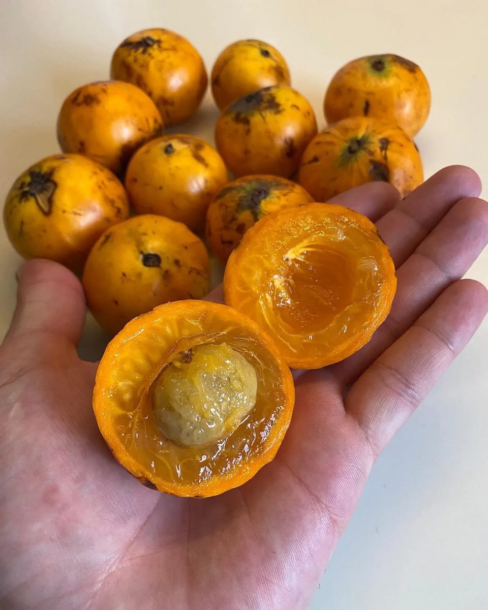 Cambuca fruit shown for a side-by-side variety comparison.