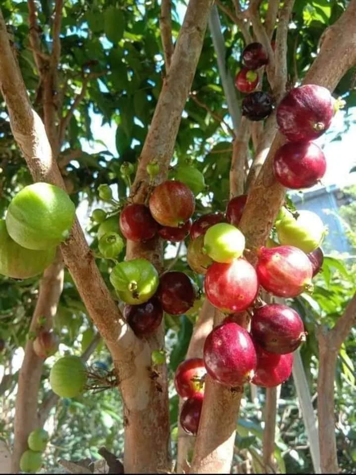 Red Lantern fruit from the collection.